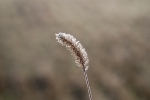 DSC_1656.jpg